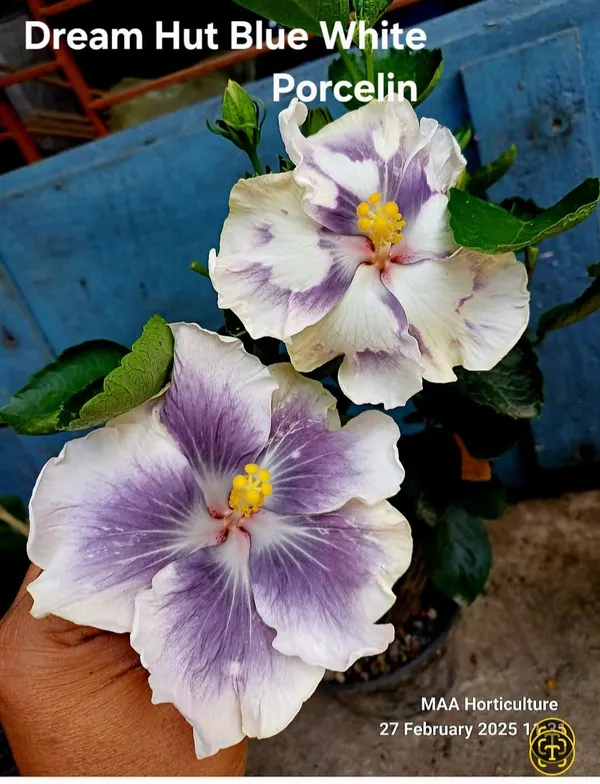 Dream_Hut_Blue_White_Porcelain_Hibiscus_Plant_-_Ornamental_Flowering_Plant
