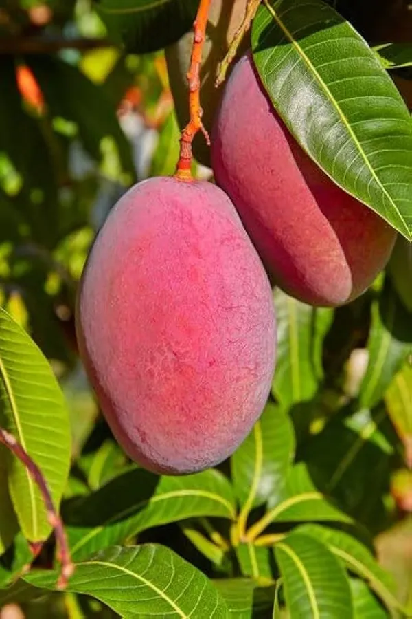 SENSETION_MANGO_PLANTS