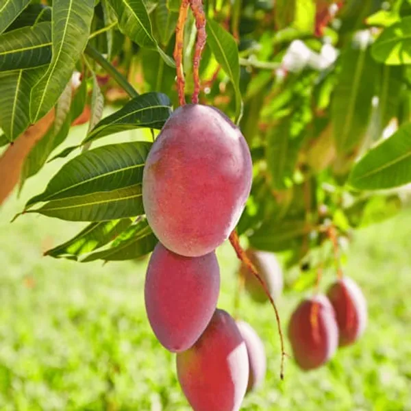 SENSETION_MANGO_PLANTS
