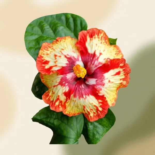 Paramaswari_Hibiscus_Plant_-_Variegated_Red_and_Yellow_Flowering_Plant