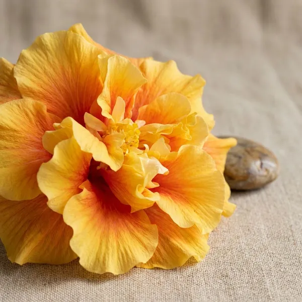 F._Dragon_Ball_Hibiscus_-_Double_Bloom_Yellow_Orange_Flowering_Plant