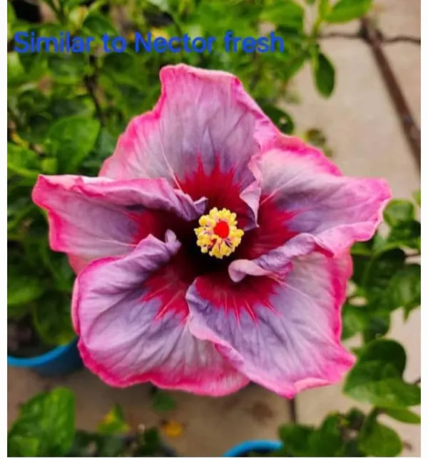 Vibrant_Pink-Purple_Hibiscus_Flower_Plant_-_Similar_to_Nectar_Fresh_Variety