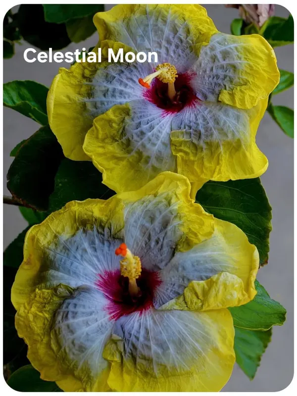 Celestial_Moon_Hibiscus_Plant_-_Yellow_and_White_Bicolor_Flowering_Plant