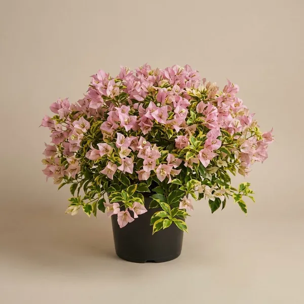 Golden_B_Gojes_Bougainvillea_Plant_-_Pink_Flowering_Ornamental_Plant