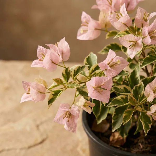 Golden_B_Gojes_Bougainvillea_Plant_-_Pink_Flowering_Ornamental_Plant