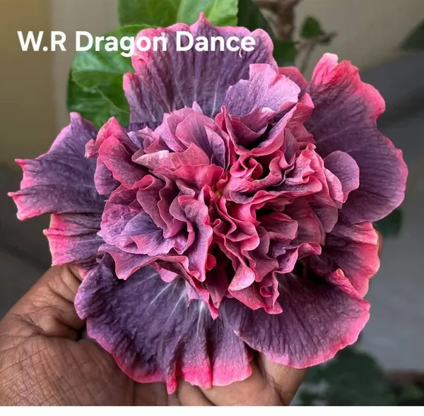 W.R_Dragon_Dance_Hibiscus_Flower_Plant_-_Purple_and_Pink_Ruffled_Double_Bloom_Variety
