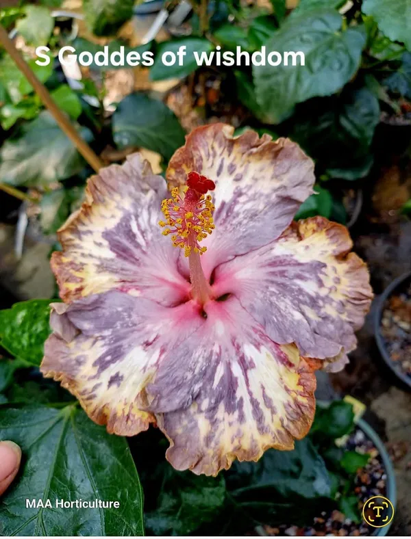 S_Goddess_of_Wishdom_-_Variegated_Hibiscus_Plant