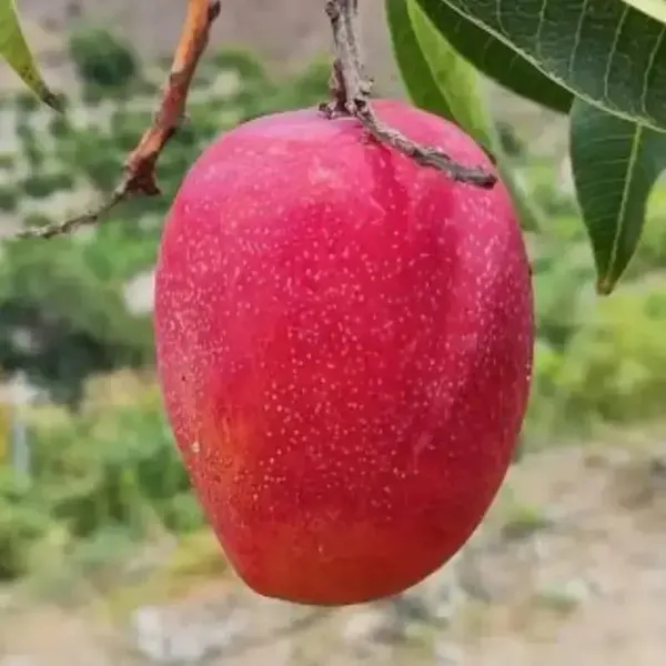 TAIWAN_RED_MANGO_PLANTS