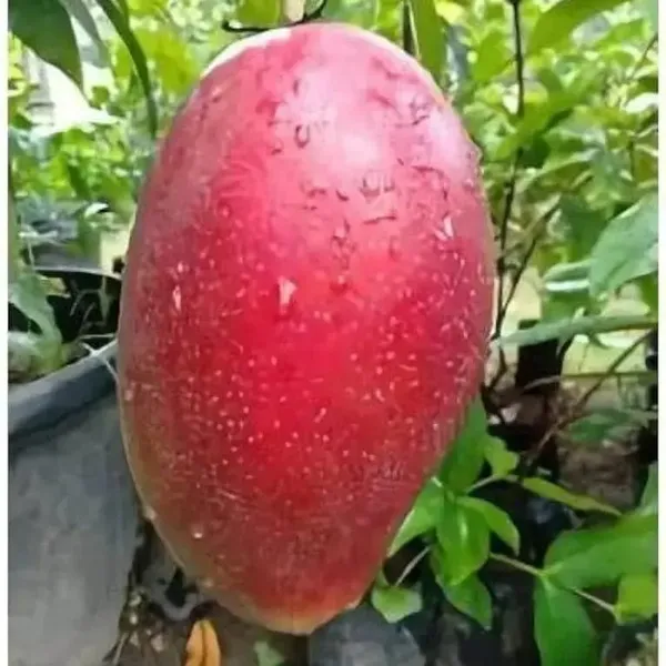 TAIWAN_RED_MANGO_PLANTS