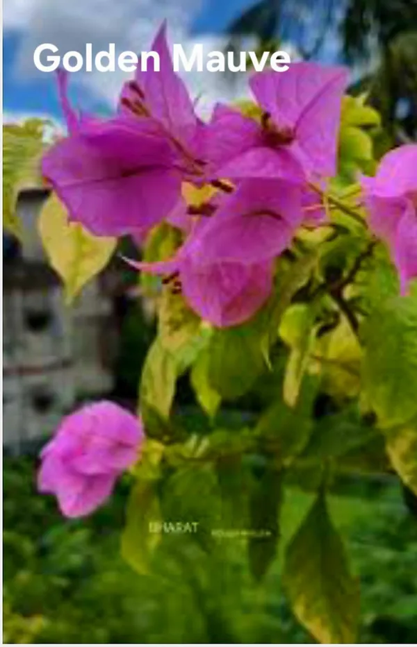 Golden_Mauve_Bougainvillea_Plant_-_Live_Flowering_Plant_with_Vibrant_Purple-Pink_Blooms