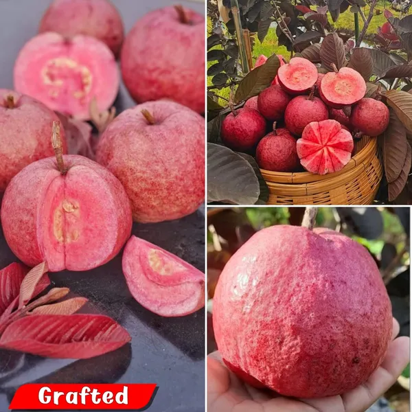 THAILAND_BLACK_DIAMOND_GUAVA_PLANTS