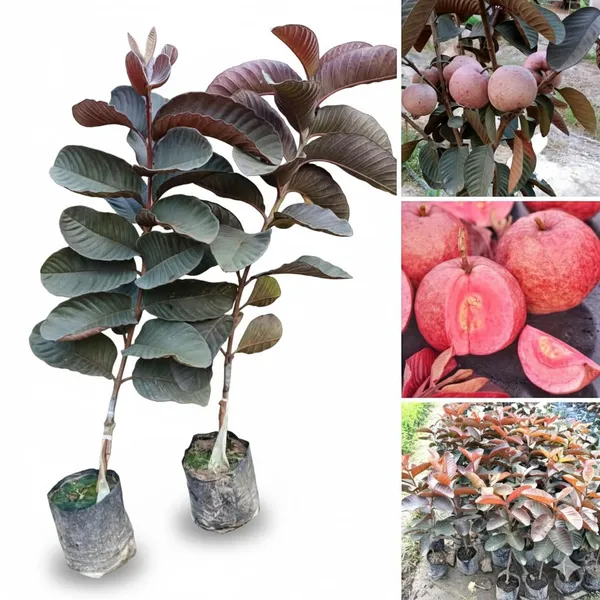 THAILAND_BLACK_DIAMOND_GUAVA_PLANTS