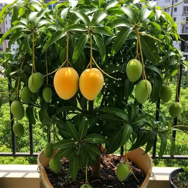 THAI_ALL_TIME_KATIMON_MANGO_PLANTS