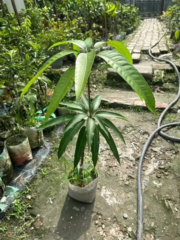 THAI_ALL_TIME_KATIMON_MANGO_PLANTS