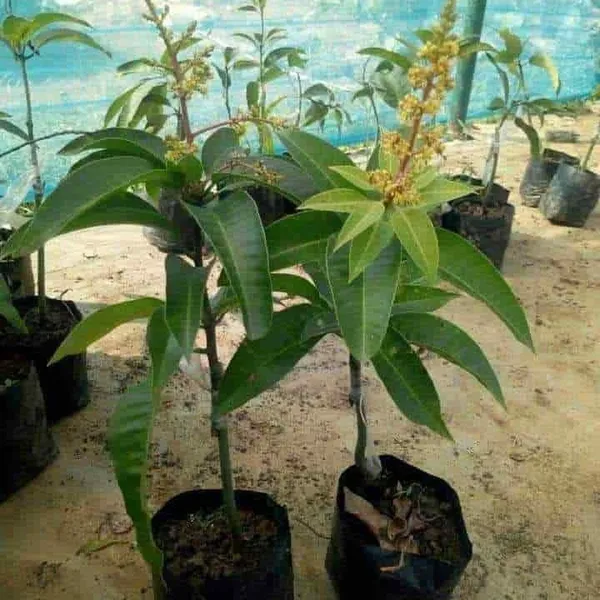 THAI_ALL_TIME_/BARAMASI_SWEET_MANGO_PLANTS