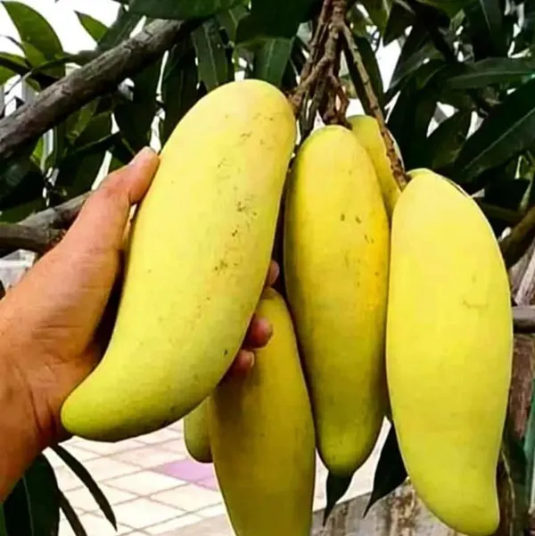 THAI_BANANA_MANGO_PLANTS