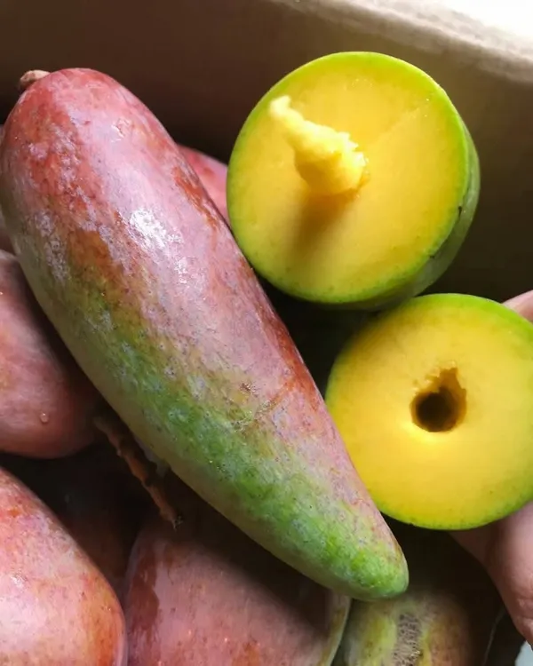 THAI_GRAFTED_CHILLI_MANGO_PLANTS
