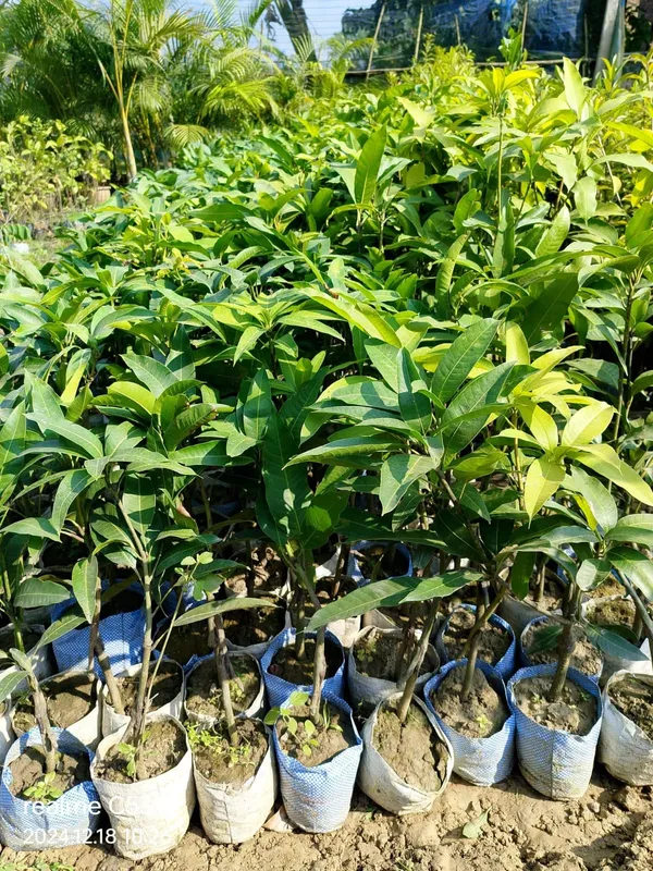 THAI_GRAFTED_CHILLI_MANGO_PLANTS