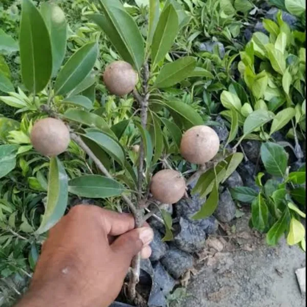 THAI_GRAFTED_KALAPATI_CHIKU_PLANTS