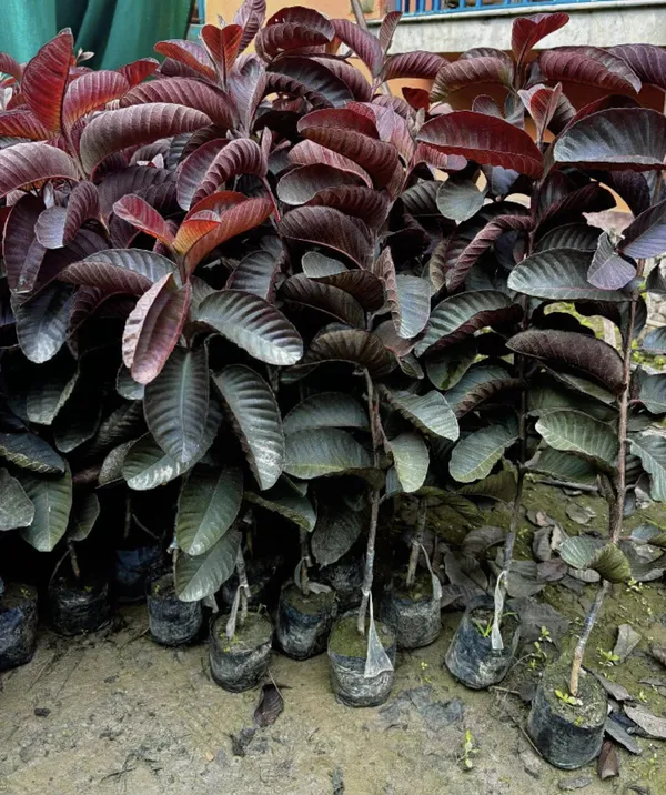 THAI_HYBRID_BLACK_DIAMOND_GUAVA_PLANTS