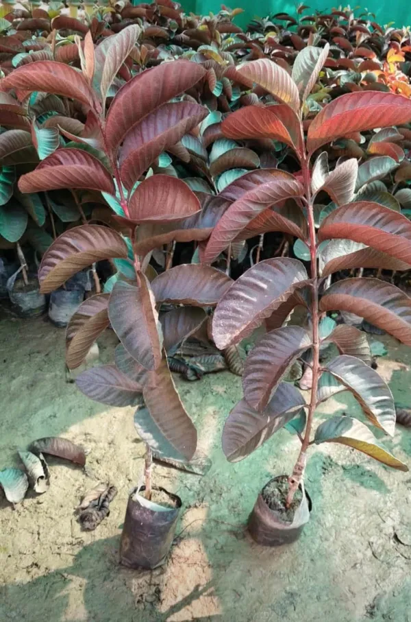 THAI_HYBRID_BLACK_DIAMOND_GUAVA_PLANTS