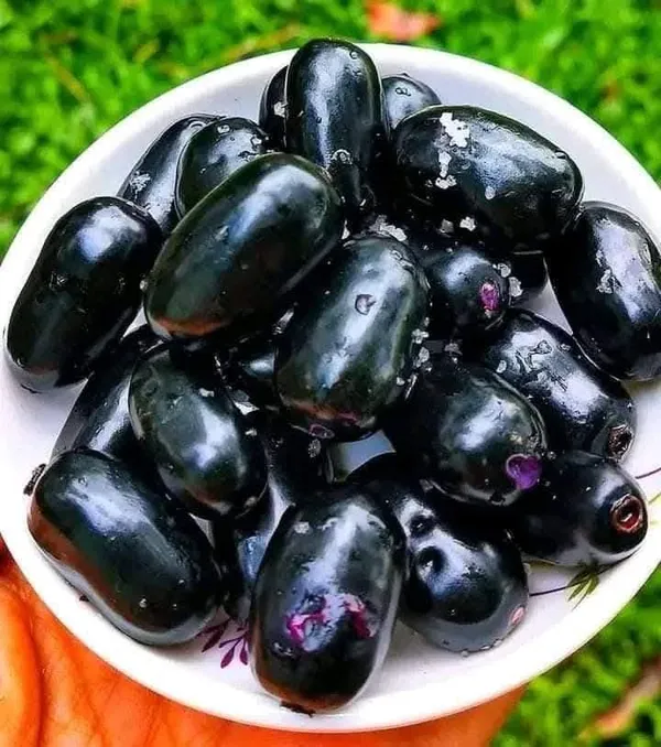 THAI_KG_10_JAMUN_PLANTS