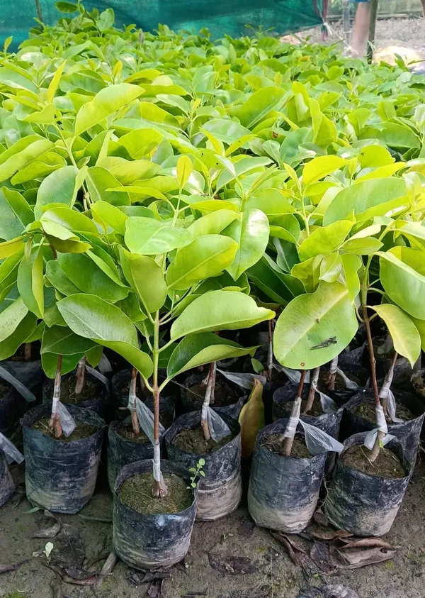 THAI_KG_10_JAMUN_PLANTS