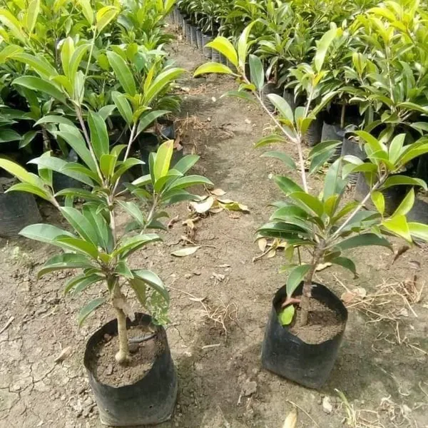 THAI_LONG_CHIKU_PLANTS