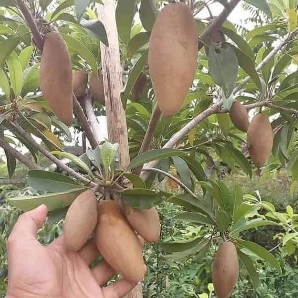 THAI_LONG_CHIKU_PLANTS