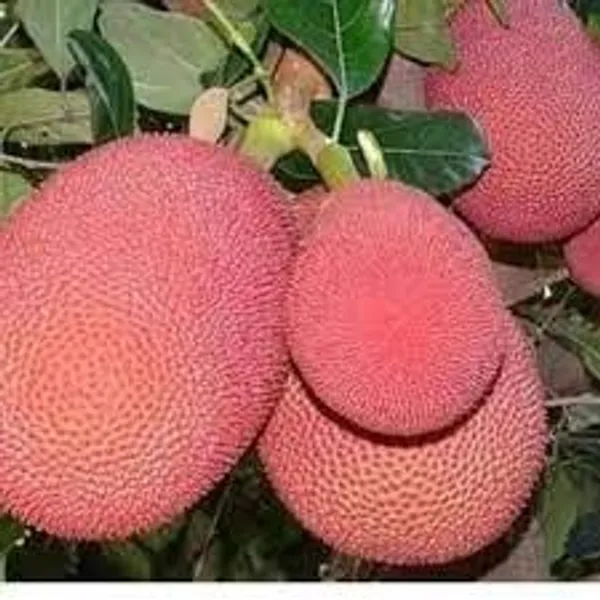 THAI_PINK_JACKFRUIT_PLANTS