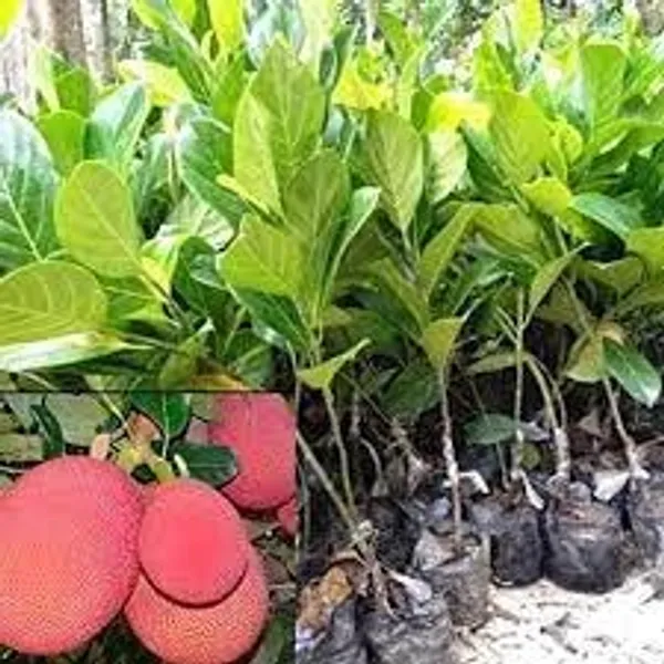 THAI_PINK_JACKFRUIT_PLANTS