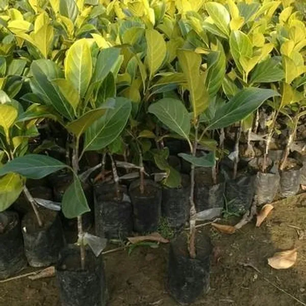 THAI_PINK_JACKFRUIT_PLANTS