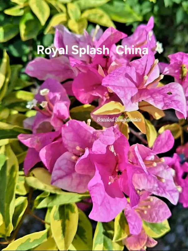 Royal_Splash_China_Bougainvillea_Plant_-_Pink_Flowering_Ornamental_with_Variegated_Foliage