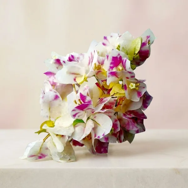 KELISA_Bougainvillea_Flowering_Plant_-_White_&_Magenta_Variegated_Blooms