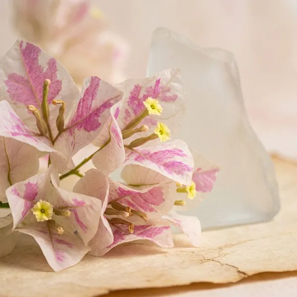 KELISA_Bougainvillea_Flowering_Plant_-_White_&_Magenta_Variegated_Blooms