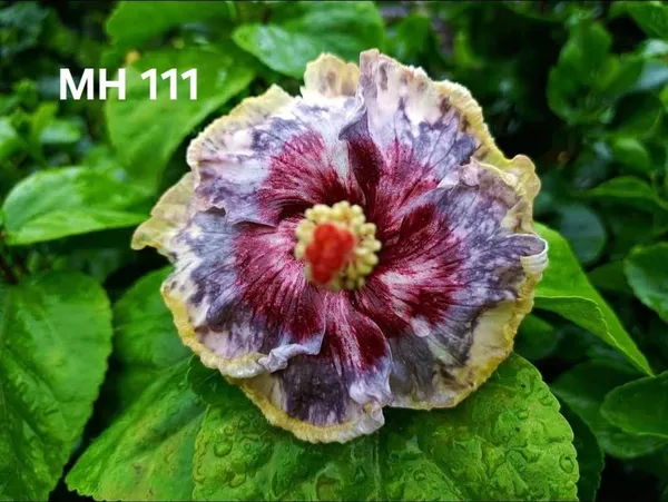 MH_-111_Tropical_malti_colour_Hibiscus_plants