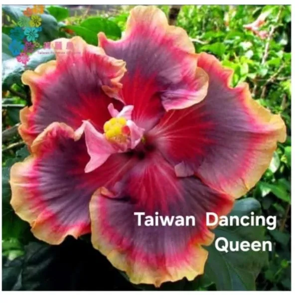Taiwan_Dancing_Queen_Hibiscus_Plant_-_Live_Flowering_Plant_with_Multicolor_Blooms