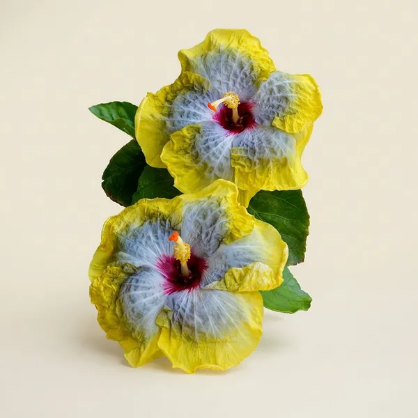 Celestial_Moon_Hibiscus_Plant_-_Yellow_and_White_Bicolor_Flowering_Plant