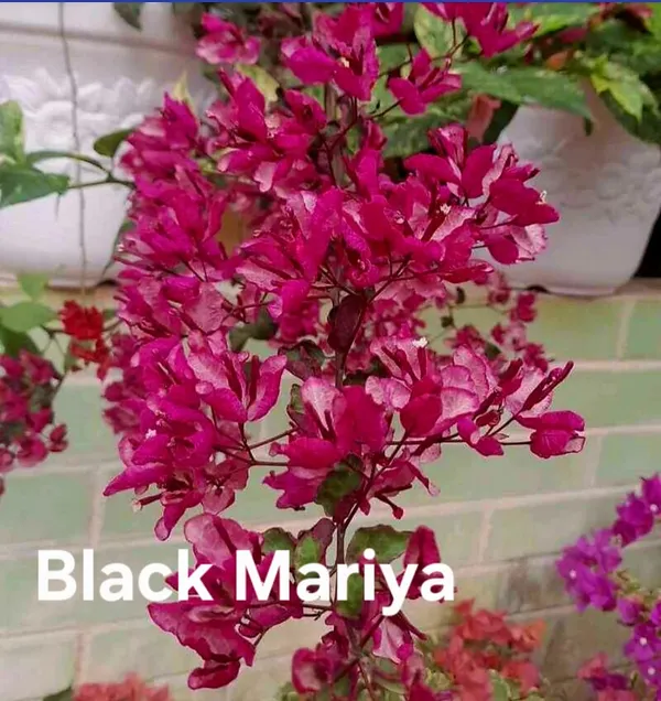 Black_Mariya_Bougainvillea_Plant_-_Vibrant_Magenta_Pink_Flowering_Ornamental_Plant