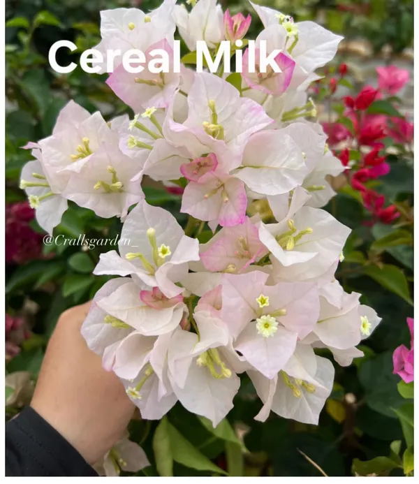 Cereal_Milk_Bougainvillea_Plant_-_Pale_Pink_&_White_Flowering_Ornamental_Plant