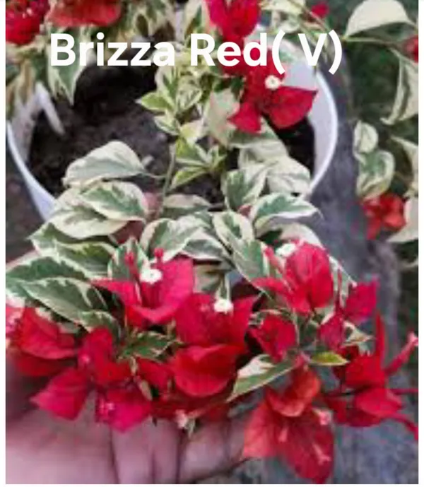 Brizza_Red_Variegated_Bougainvillea_Plants_-_Red_Flowering_Ornamental_Plant_with_Green_&_White_Foliage