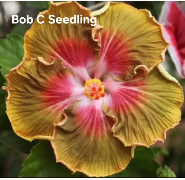 Bob_C_Seedling_-_Exotic_Hibiscus_Plant_with_Golden-Pink_Ruffled_Blooms