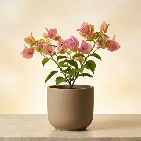 Golden_Mauve_Bougainvillea_Plant_-_Live_Flowering_Plant_with_Vibrant_Purple-Pink_Blooms