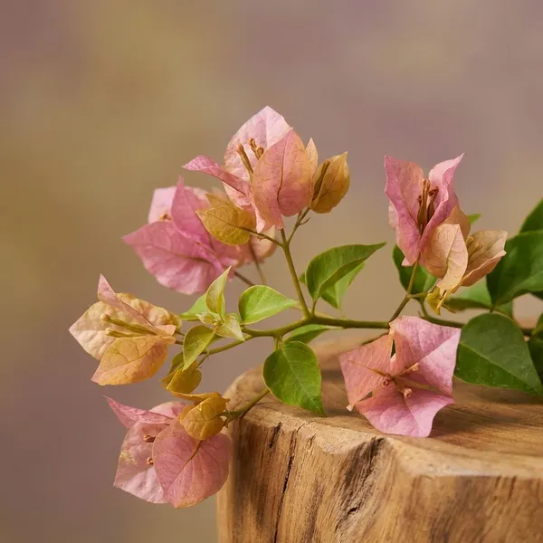 Golden_Mauve_Bougainvillea_Plant_-_Live_Flowering_Plant_with_Vibrant_Purple-Pink_Blooms