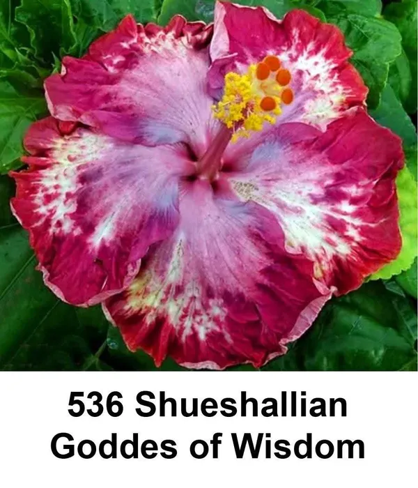 Shueshallian_Goddess_of_Wisdom_Hibiscus_Flower_Plants