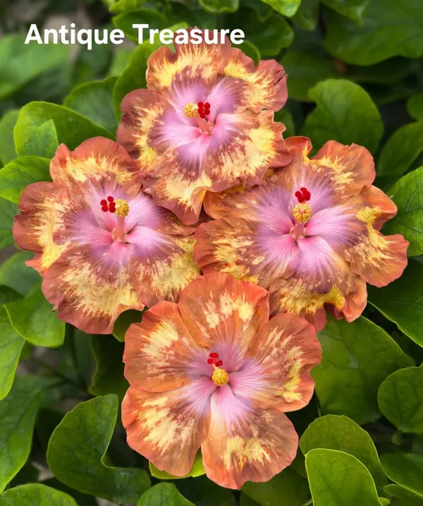 Antique_Treasure_Hibiscus_-_Multicolor_Flowering_Plant