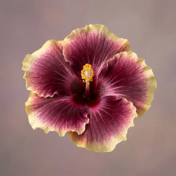 Taiwan_Dancing_Queen_Hibiscus_Plant_-_Live_Flowering_Plant_with_Multicolor_Blooms