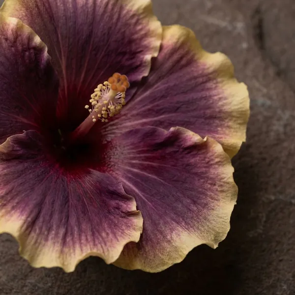 Taiwan_Dancing_Queen_Hibiscus_Plant_-_Live_Flowering_Plant_with_Multicolor_Blooms