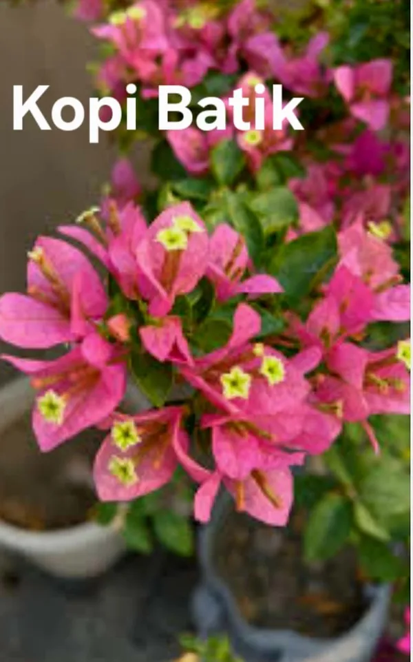 Kopi_Batik_Ornamental_Flowering_Plant_-_Pink_Bougainvillea_Live_Plant