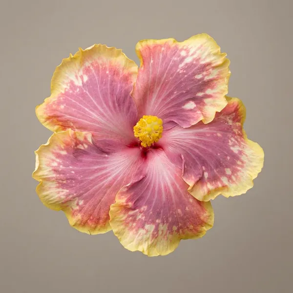 CG_Grace_of_Lapaz_Hibiscus_Plant_-_Live_Flowering_Plant_with_Pink_and_Yellow_Blooms
